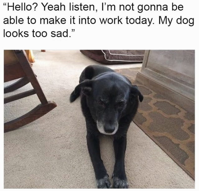 Dog that looks like a sock. Собака мем. What ours is ours. Пес смотрит наверх. Look at that dog it.